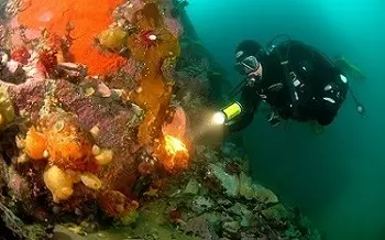 Diving in Antarctica cruises