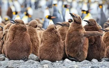 Antarctic Cruises visiting Falkland Islands